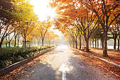 仁川大公园，秋天，清晨，绿树成荫的道路图片素材