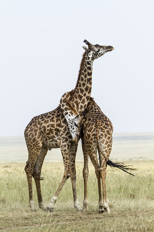 肯尼亞馬賽馬拉野生動物保護區，雄性馬賽長頸鹿在打架。圖片素材