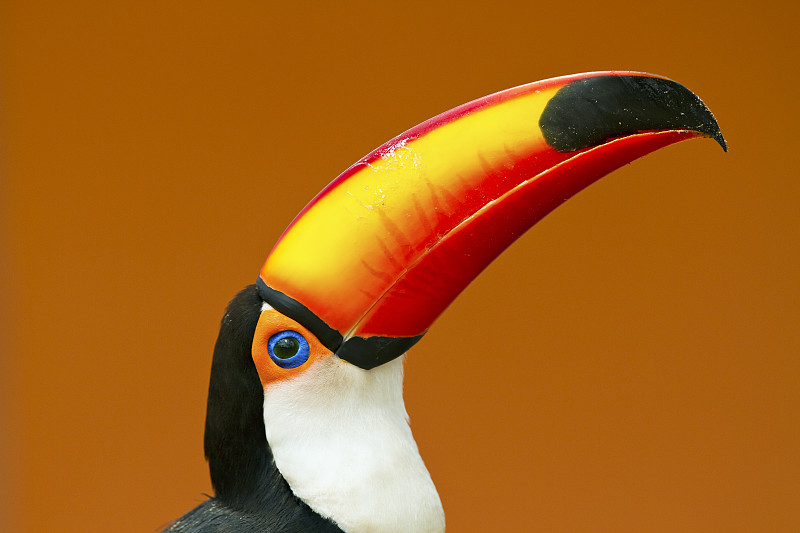 托科巨嘴鳥(Ramphastos Toco)頭和喙側面肖像，巴西。圖片素材