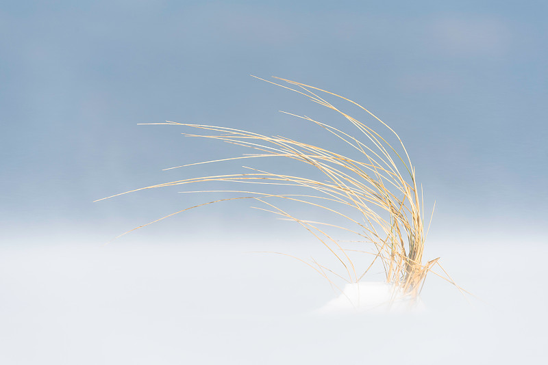 在海灘上的暴風雪期間，馬蘭草的特寫圖片素材
