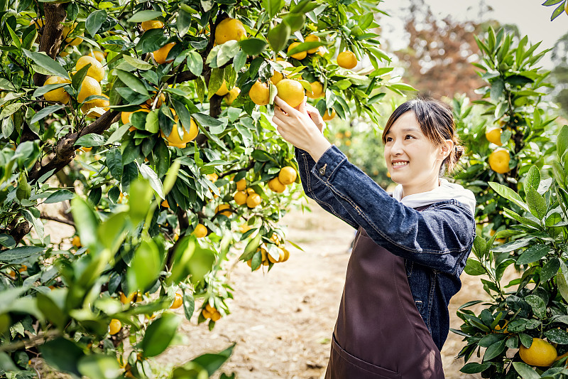 亞洲婦女在果園里收獲有機橙子圖片素材