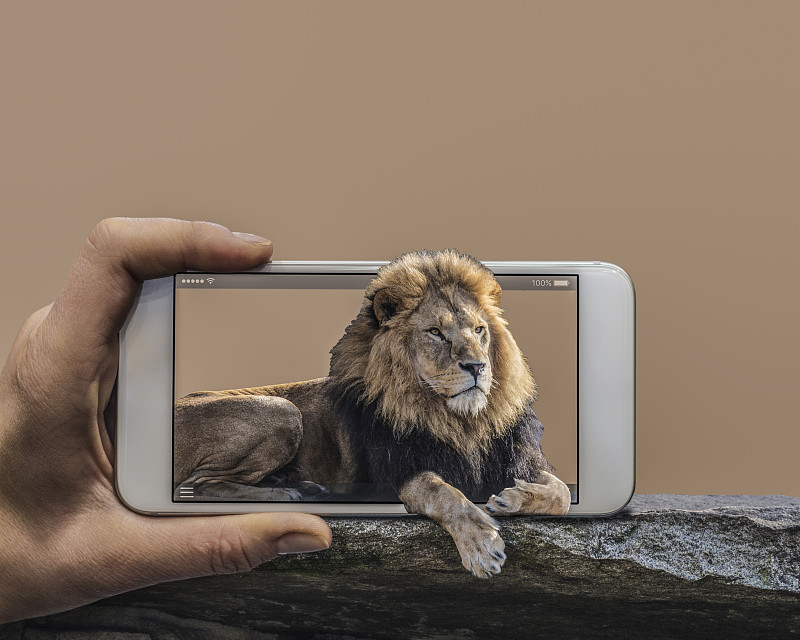 手機顯示獅子從手機外看圖片素材