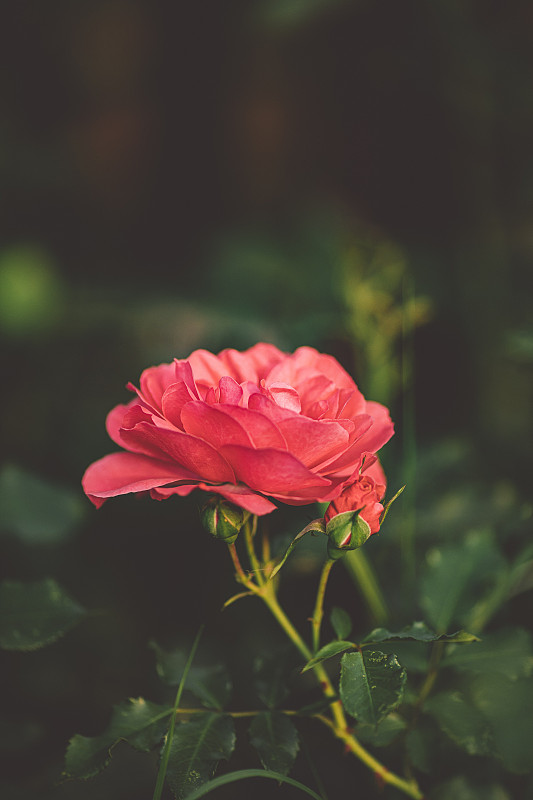 近距離的盛開的紅玫瑰，克林林，俄羅斯圖片素材