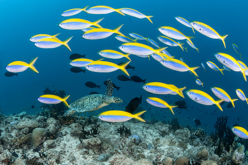 2020年3月2日，馬爾代夫，印度洋，阿里環礁，黃背魚礁圖片素材