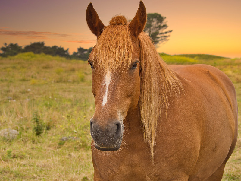 純種馬的肖像站在田野上的天空在日落圖片素材
