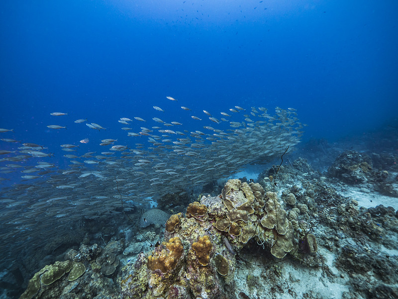 加勒比海庫拉索島珊瑚礁中的魚餌球魚群圖片素材