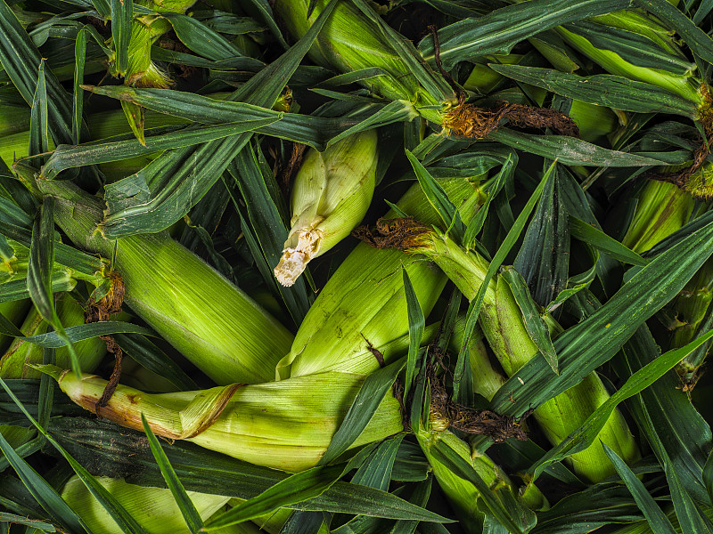 全幀拍攝的玉米田，特拉華州，美國，美國圖片素材