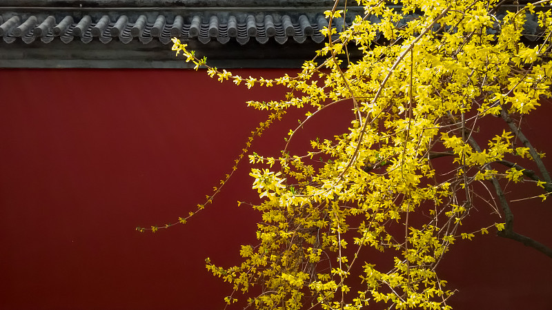 2015年3月29日，北京日壇公園，紅墻前盛開的迎春花。圖片下載