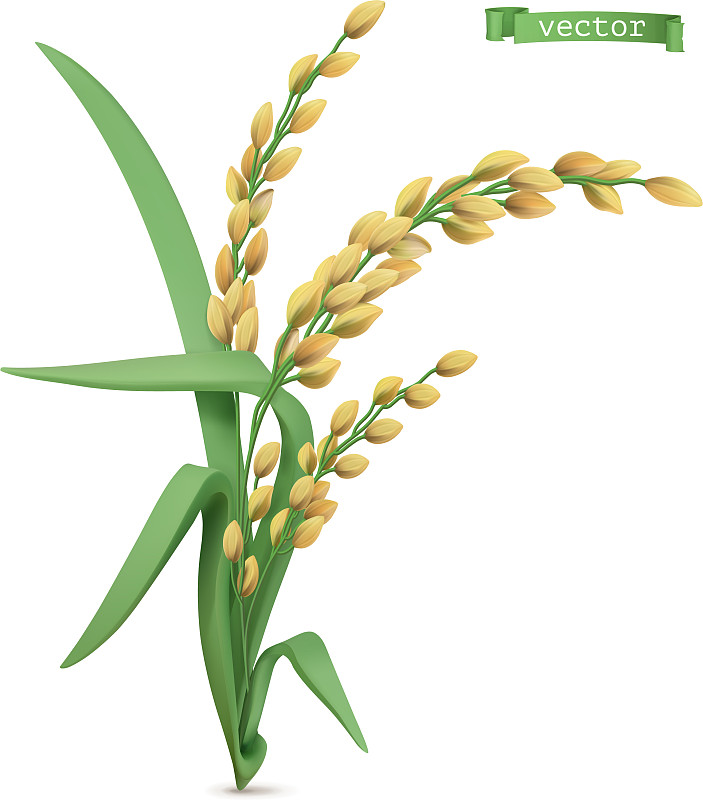 水稻植物3d現實圖標圖片素材