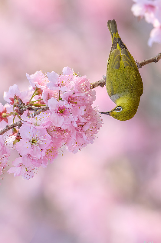 春天粉红色樱花的特写图片下载