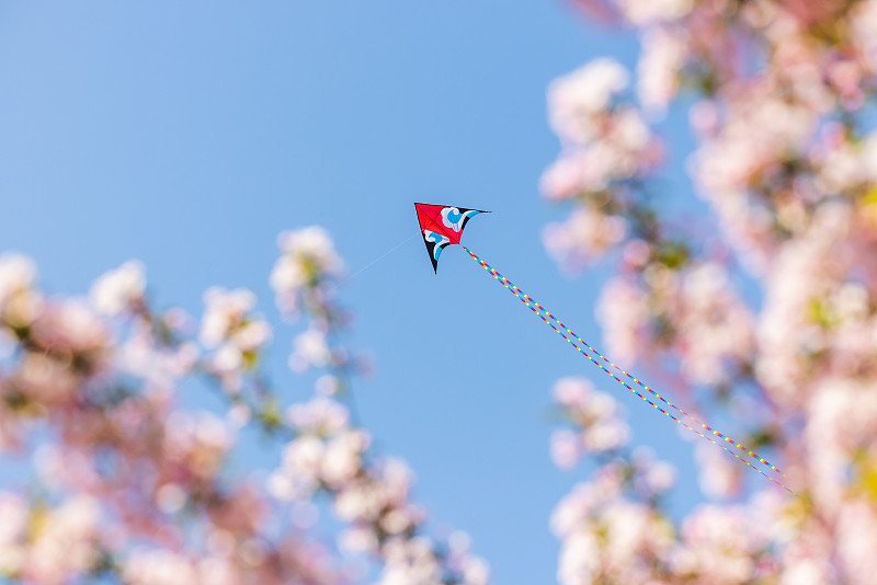 春天底视角看花丛中在蓝天上飞翔的风筝图片下载