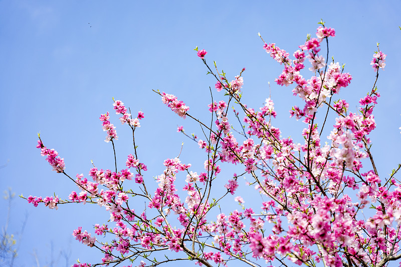 春天盛开的桃花图片下载
