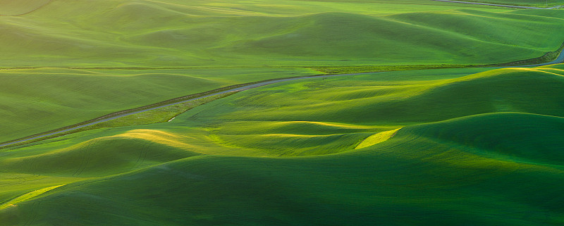 麦田的绿色织物：自然的纹理图片下载