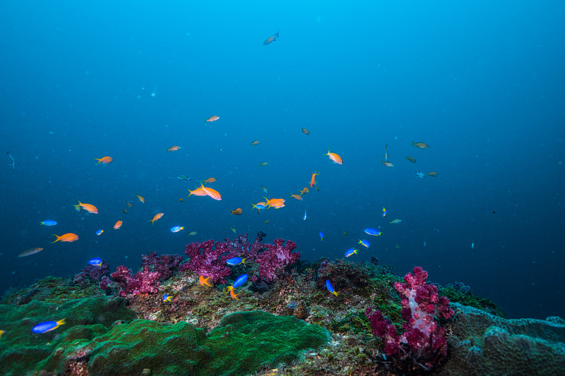 珊瑚礁魚類聚集的淺灘。圖片素材