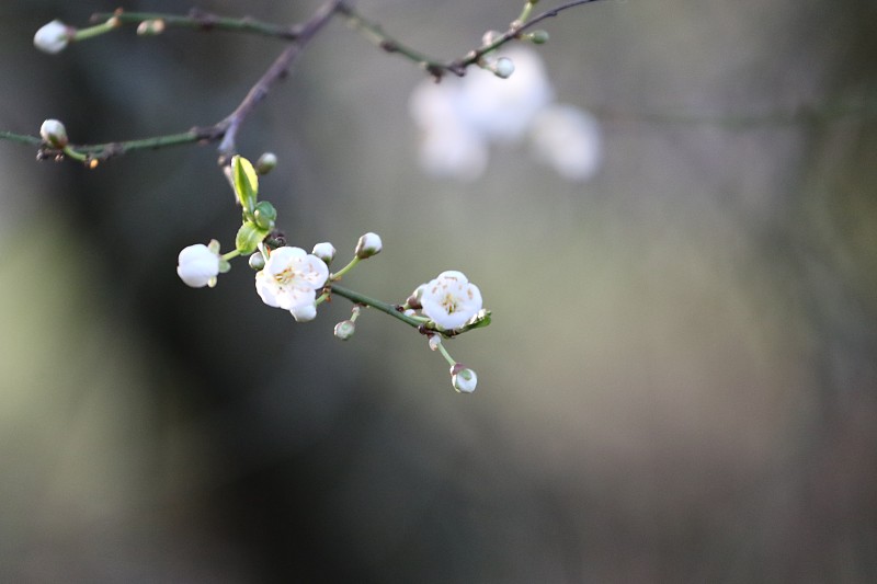 白色櫻花在春天的特寫圖片素材