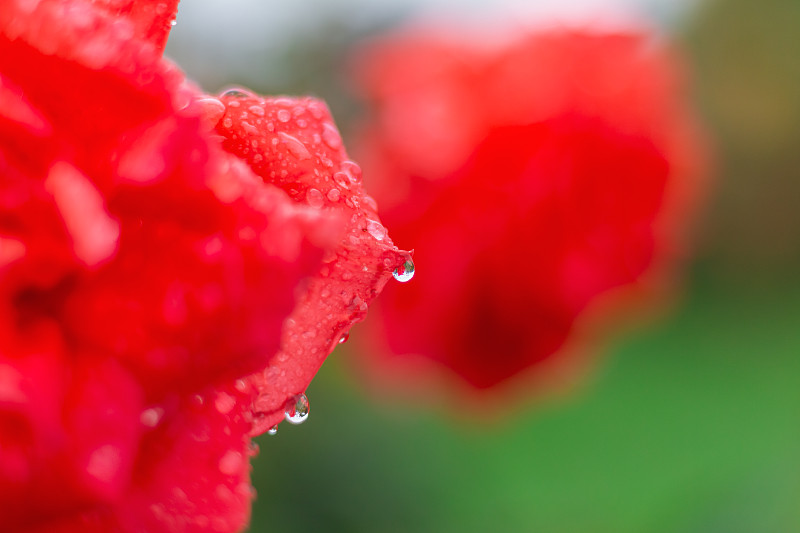 雨中的紅玫瑰特寫。攝影圖片