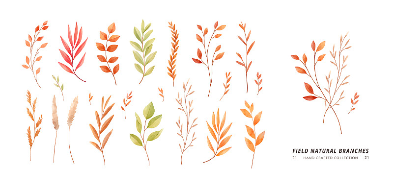 手繪矢量水彩插圖。植物剪貼畫(葉，花，草藥，樹枝)。干燥的印花。秋季花藝設計元素。非常適合做婚禮請柬，卡片，印刷品插畫圖片