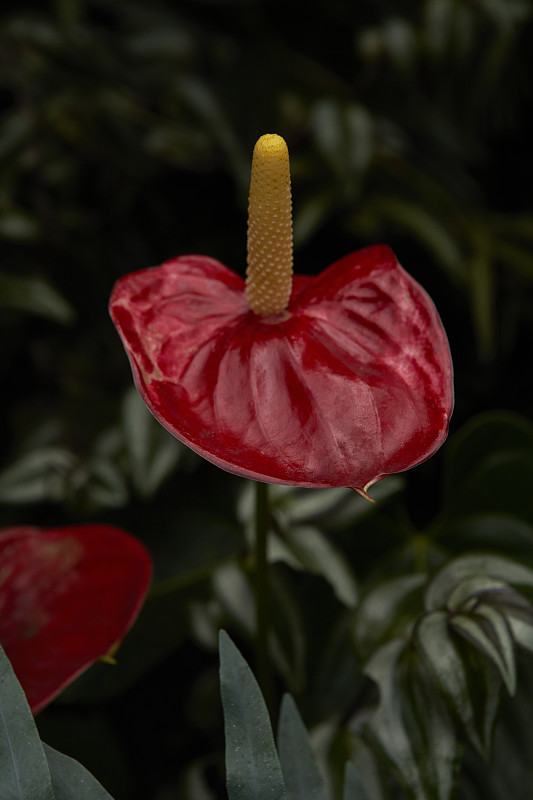 紅色熱帶花卉-紅掌的詳細視圖攝影圖片