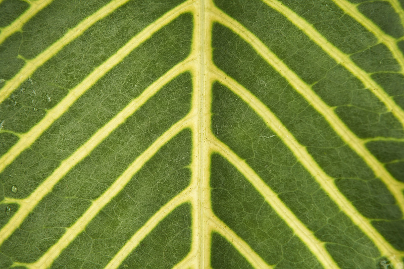完整的框架細節大熱帶樹葉攝影圖片