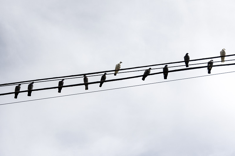 鳥在電線。攝影圖片