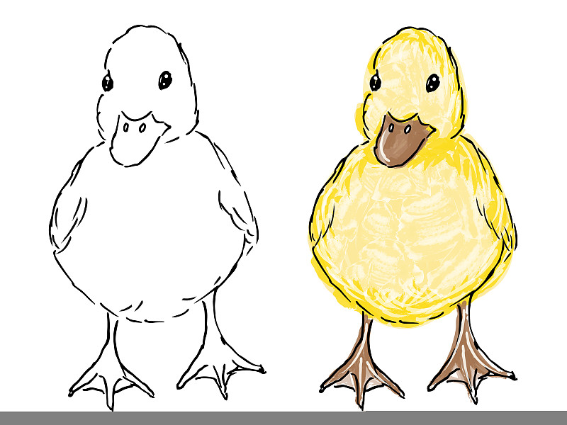 一套可愛的小鴨子的顏色和素描。手繪現實插畫?？蓯鄣男律▲B鴨。白色背景上毛茸茸的黃色小鴨子。插畫圖片