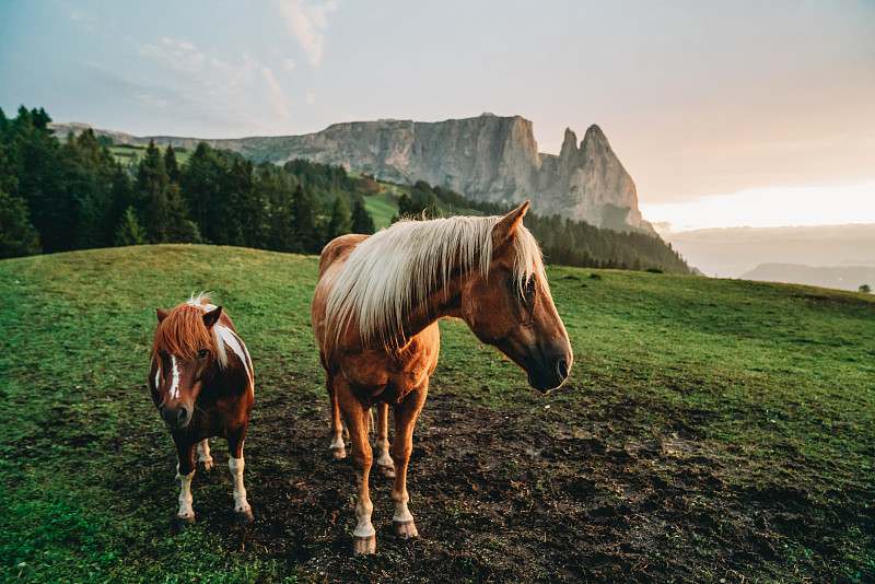 日落時分，在Seiser Alm放牧的馬匹圖片下載