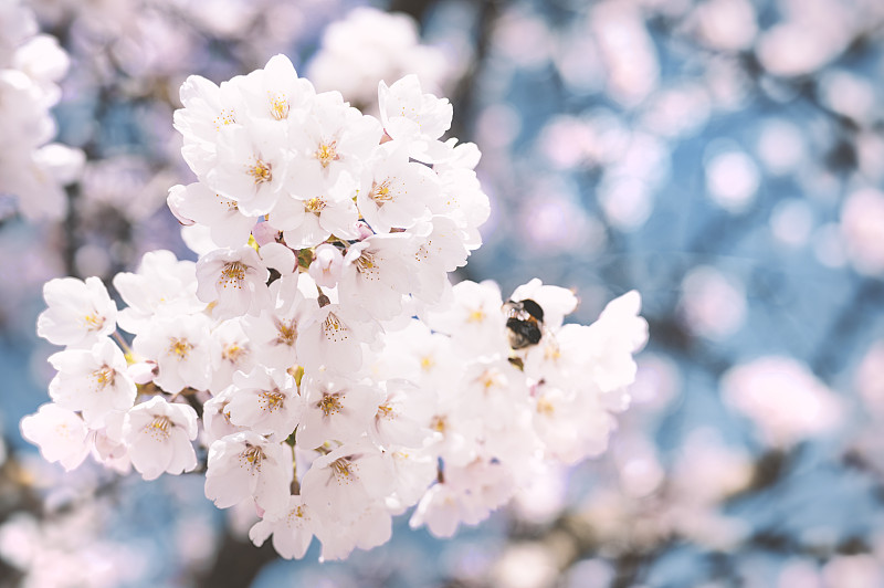 瑞典斯德哥尔摩春天的白色樱花特写图片下载