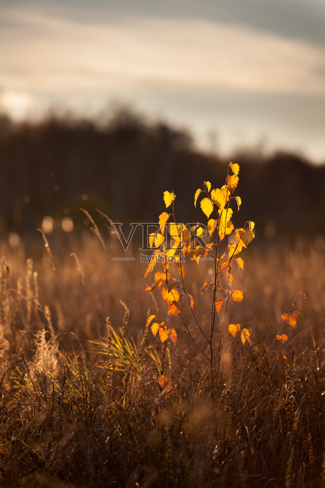 小桦树和秋天颜色的叶子照片摄影图片