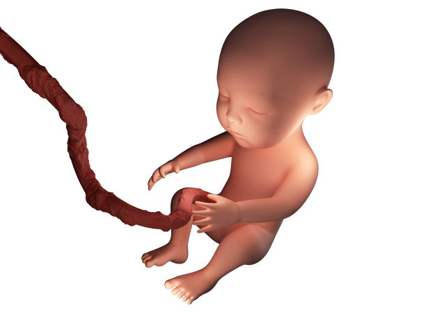 胎儿图片_高清胎儿图片大全_正版胎儿图片素材下载-veer图库