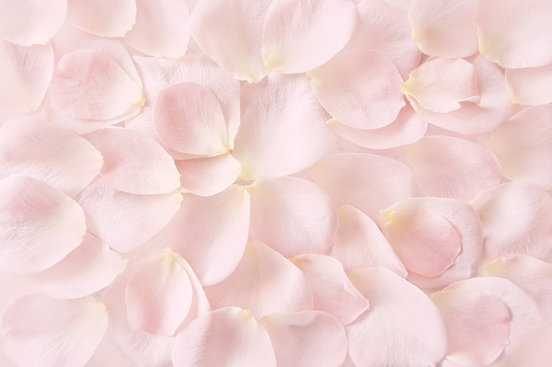 柔和的粉色玫瑰花瓣背景圖片素材