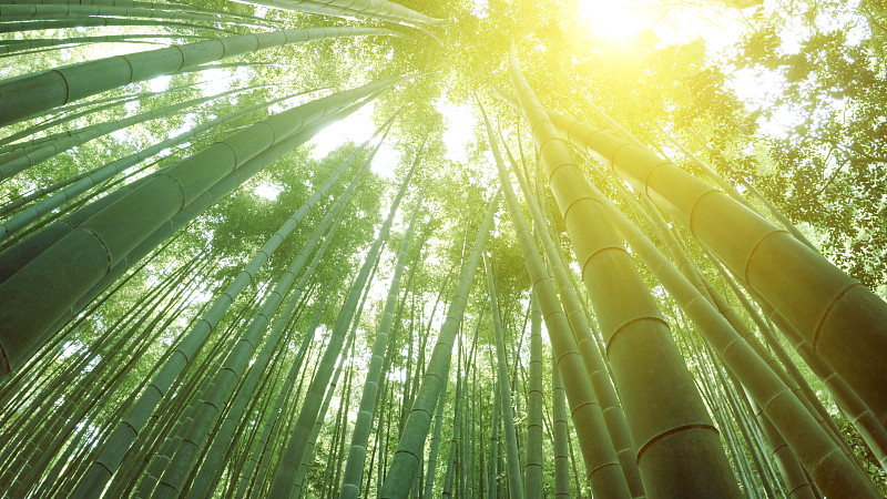 陽光下的亞洲竹林圖片素材