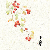 插画二十四节气果蔬系列之小寒山楂图片素材