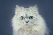 钦奇利亚猫肖像图片素材