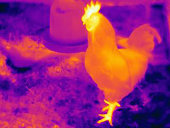 公鸡的热成像图片素材