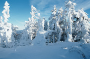被雪覆盖的树图片素材