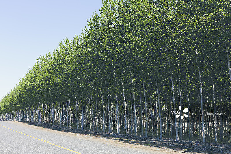 一个杨树种植园，商业林木农场。图片素材