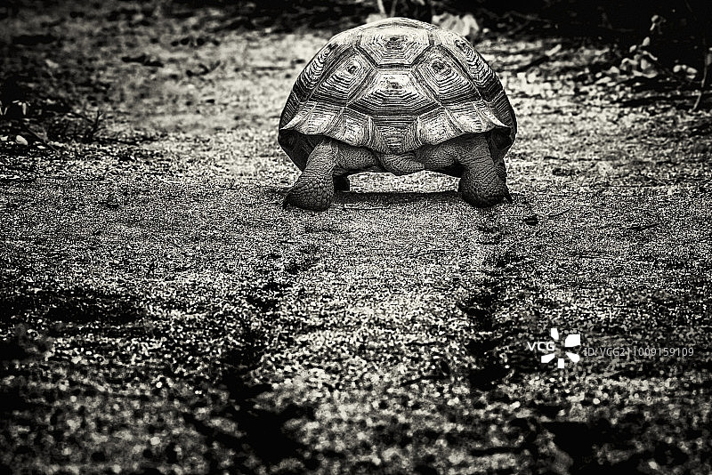 A large Gal醦agos Tortoise, rear view, walking along a muddy path.图片素材