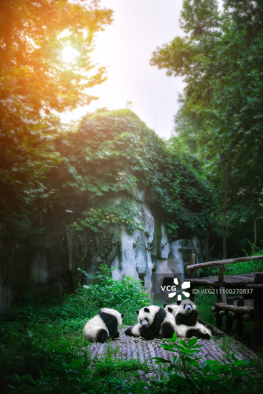 朝阳中的熊猫图片素材