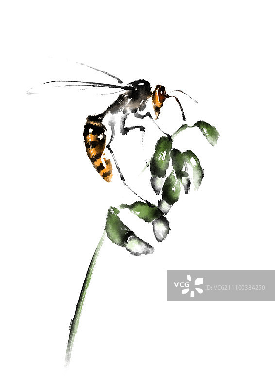 蜜蜂吮吸花蜜图片素材