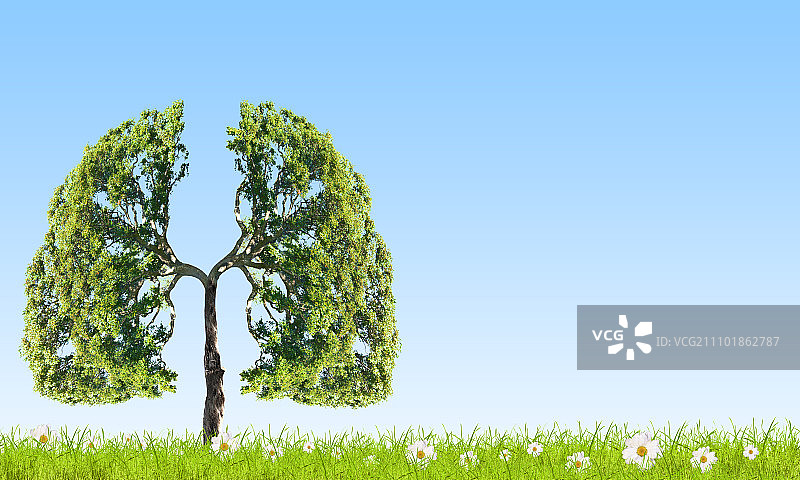 空气污染。绿树的概念形象，形状像人的肺图片素材