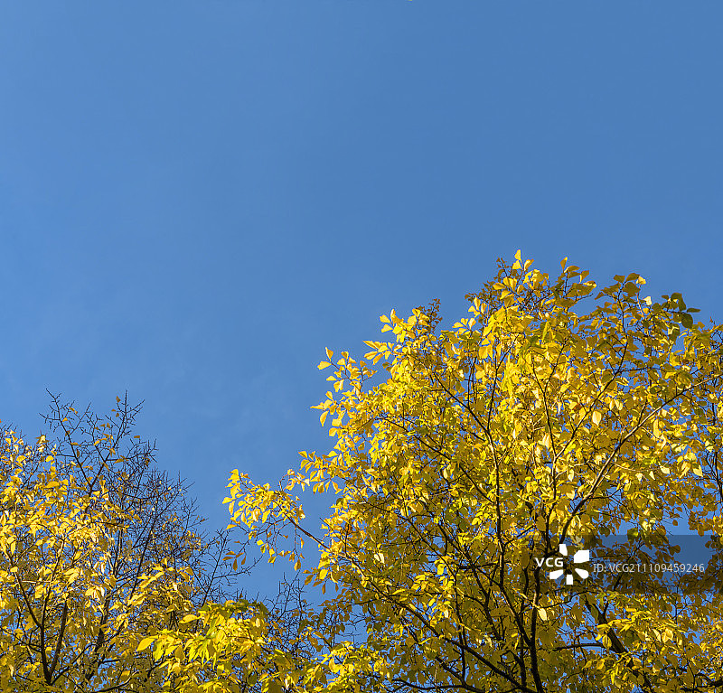 蓝天下的金秋树图片素材