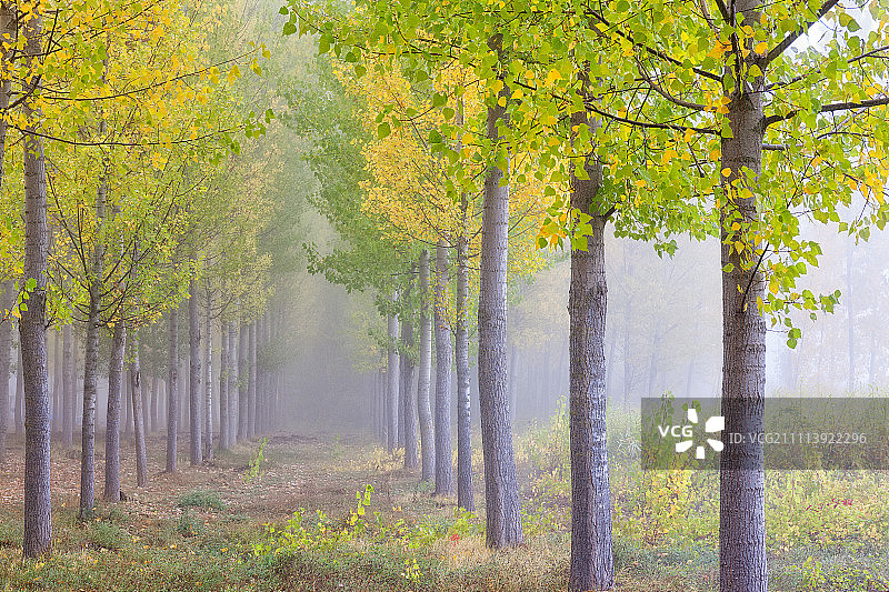 塞拉尼亚·德昆卡森林中的一排排白杨树图片素材