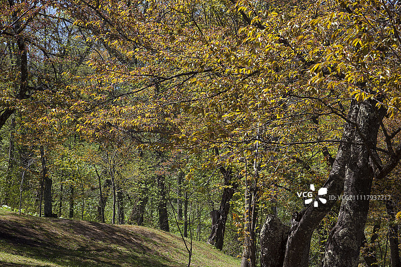 朝川公园，日本北海道朝川市仓沼东石川町，当地著名的樱花景点图片素材