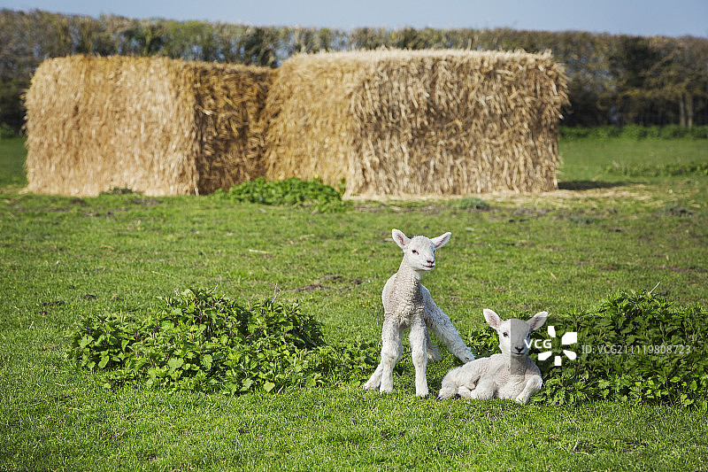 牧场上的两只新生羊羔，后面是一大堆稻草。图片素材