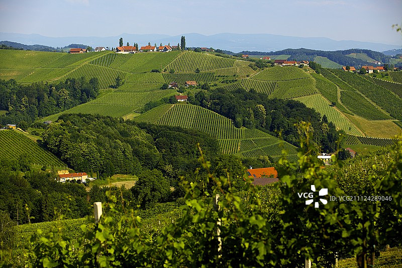 Gamlitzer Eckberg的葡萄园，南Styria，奥地利图片素材