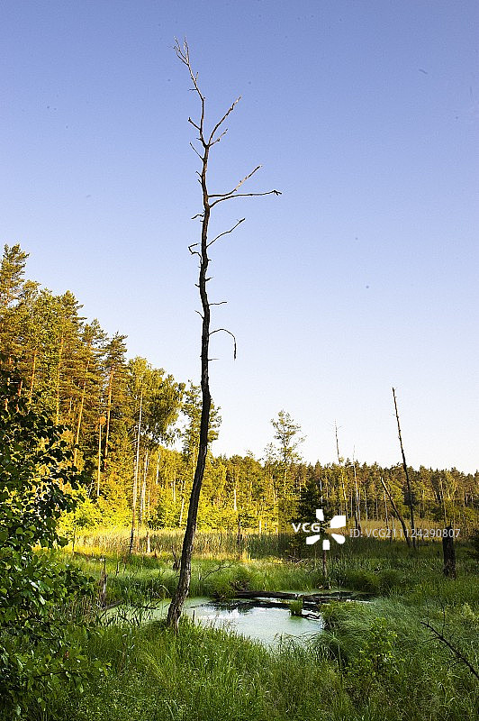 波兰Warmia-Masuria, Mikolajki的树木和湖泊图片素材
