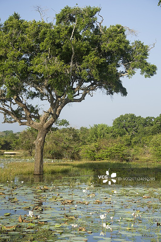 斯里兰卡南部省亚拉国家公园的睡莲和湖水中的树木图片素材