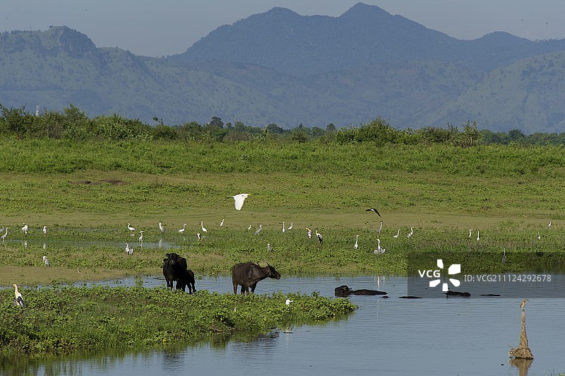 斯里兰卡乌瓦省的Udawalawe国家公园，水中的水牛图片素材