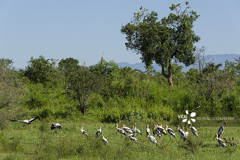 斯里兰卡Udawalawe国家公园的彩色鹳图片素材