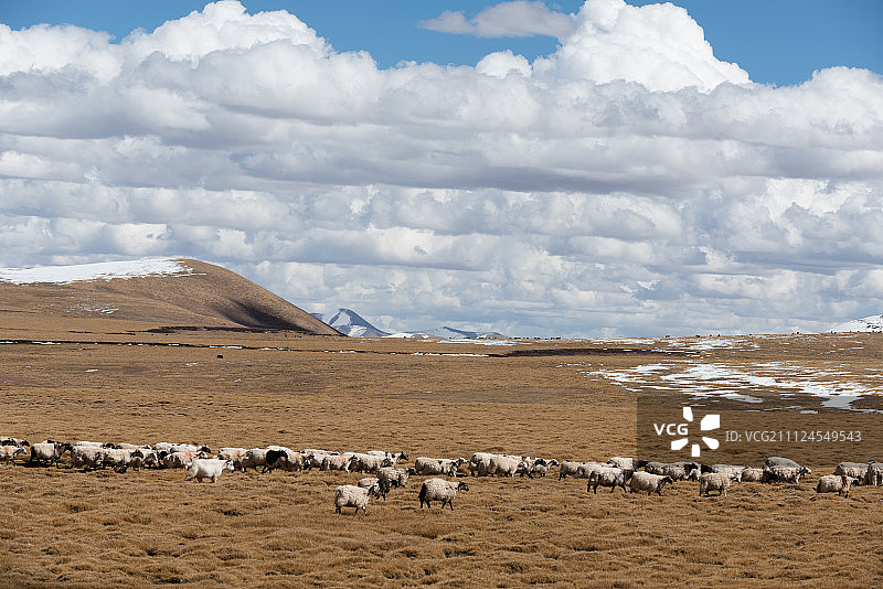 西藏草原牧羊图片素材